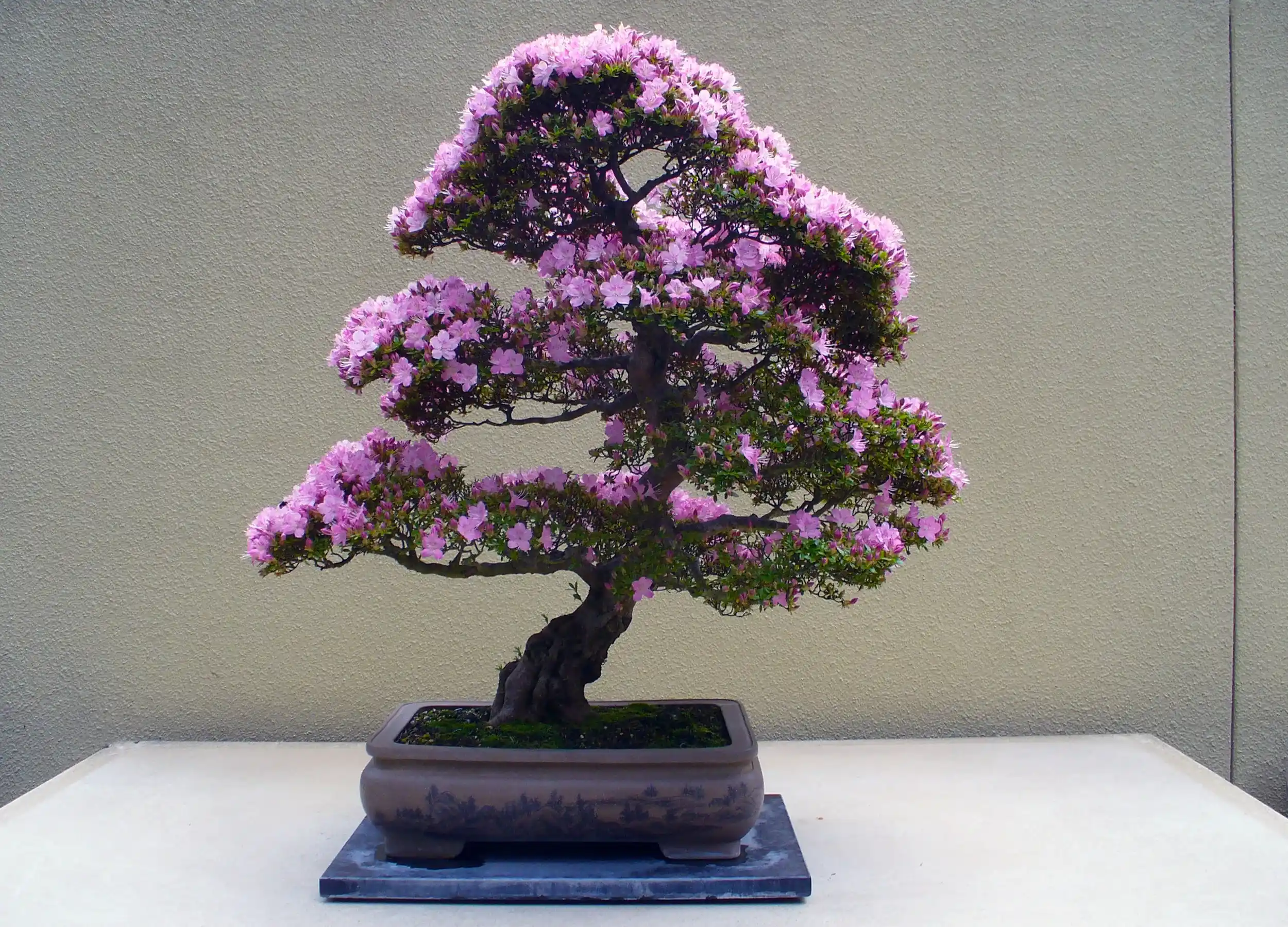 Bonsai tree with pink flowers in small pot photo by Susan Fluegel